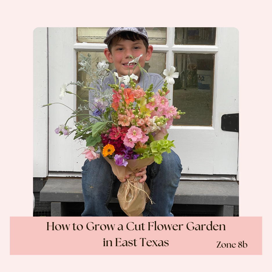 How to grow a cut flower garden in East Texas zone 8b