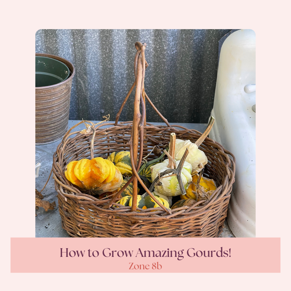 How to grow amazing gourds in East Texas zone 8b